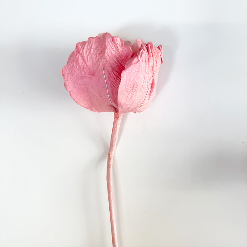 Hellenium Paper Flower Salmon