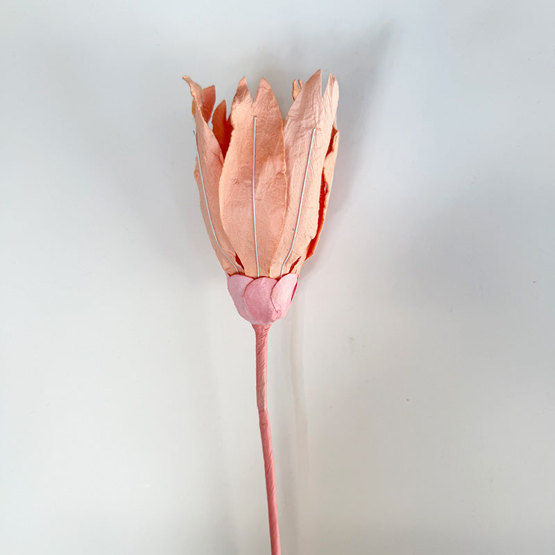 Echinacea Paper Flower Salmon
