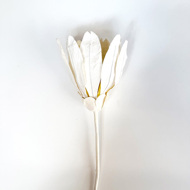 Echinacea Paper Flower White