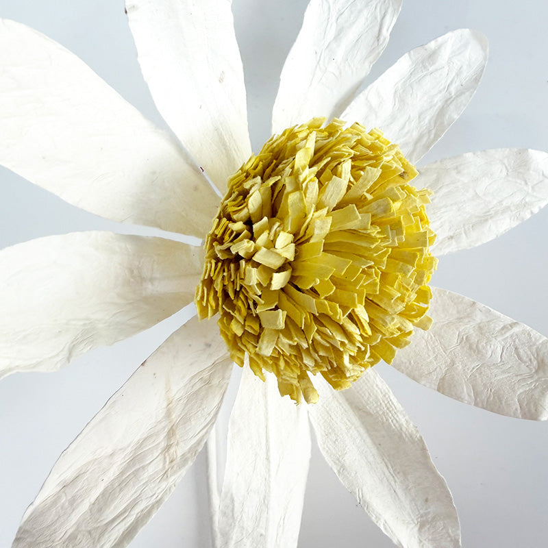 Echinacea Paper Flower White