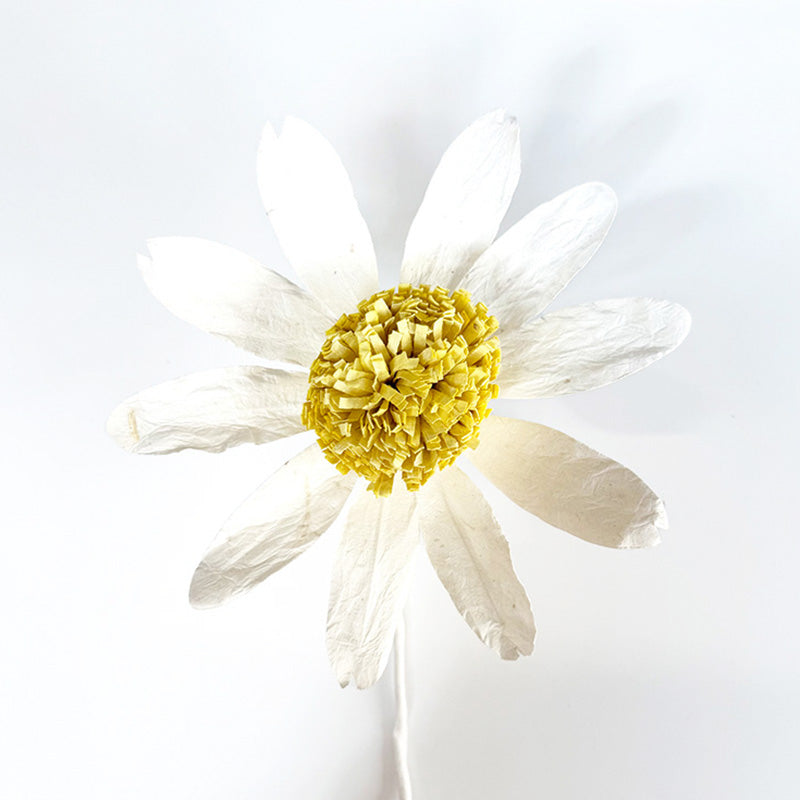 Echinacea Paper Flower White