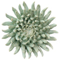 Ceramic Flower Chrysanthemum Mist