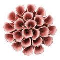 Ceramic Flower Coral