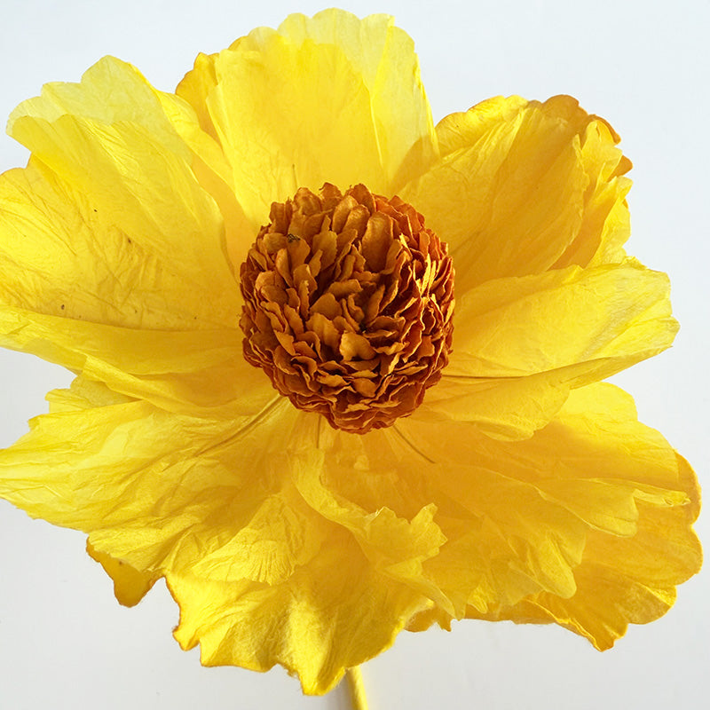 Hellenium Paper Flower Yellow