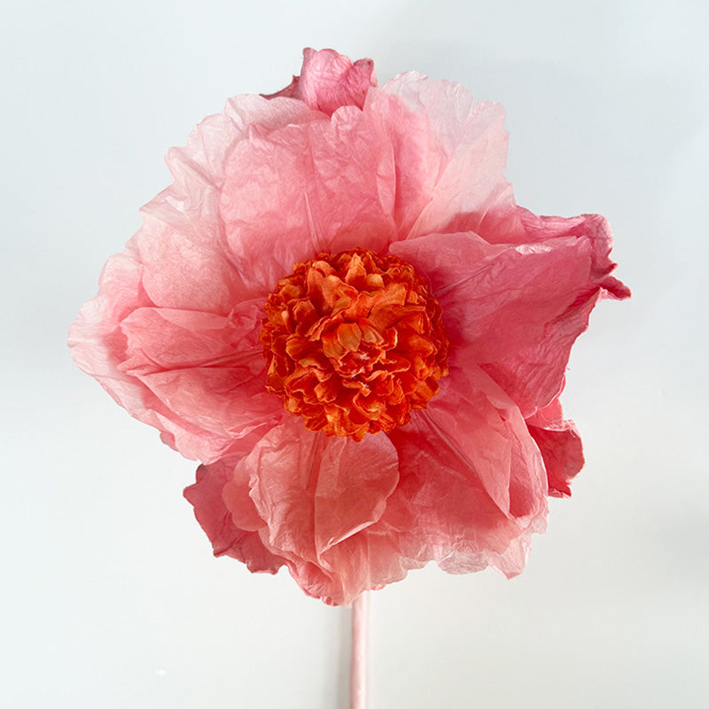 Hellenium Paper Flower Salmon