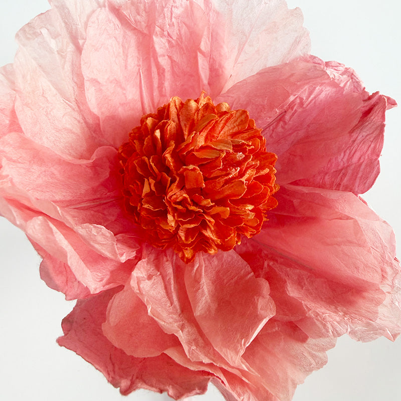 Hellenium Paper Flower Salmon