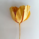 Camelia Paper Flower Apricot