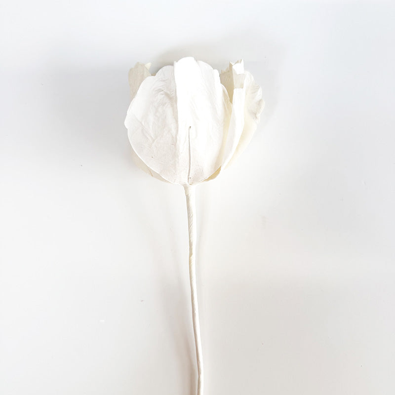 Hellenium Paper Flower White