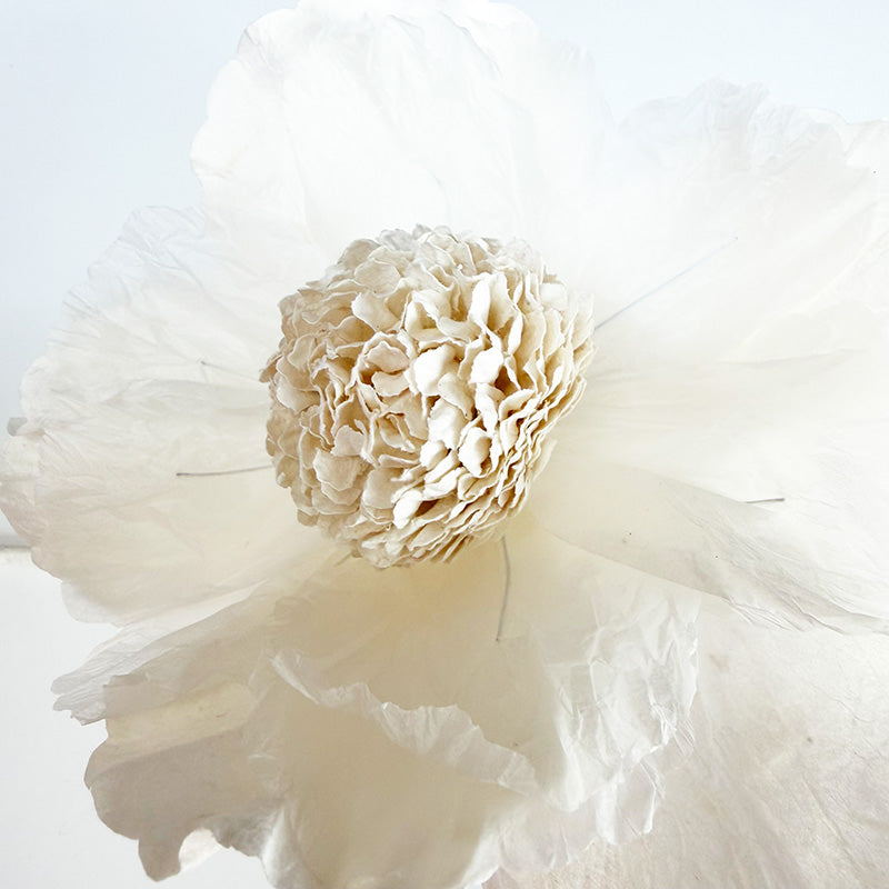 Hellenium Paper Flower White