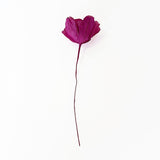 Find Small Moonshine Paper Flower Magenta Pink - Nibbanah at Bungalow Trading Co.