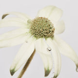 Find Two Hands Gift Pack Flannel Flower Large - Leif at Bungalow Trading Co.